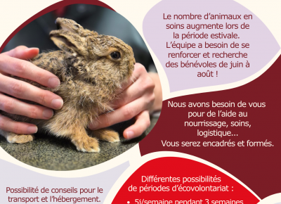 RECHERCHE ECO-VOLONTAIRES TICHODROME