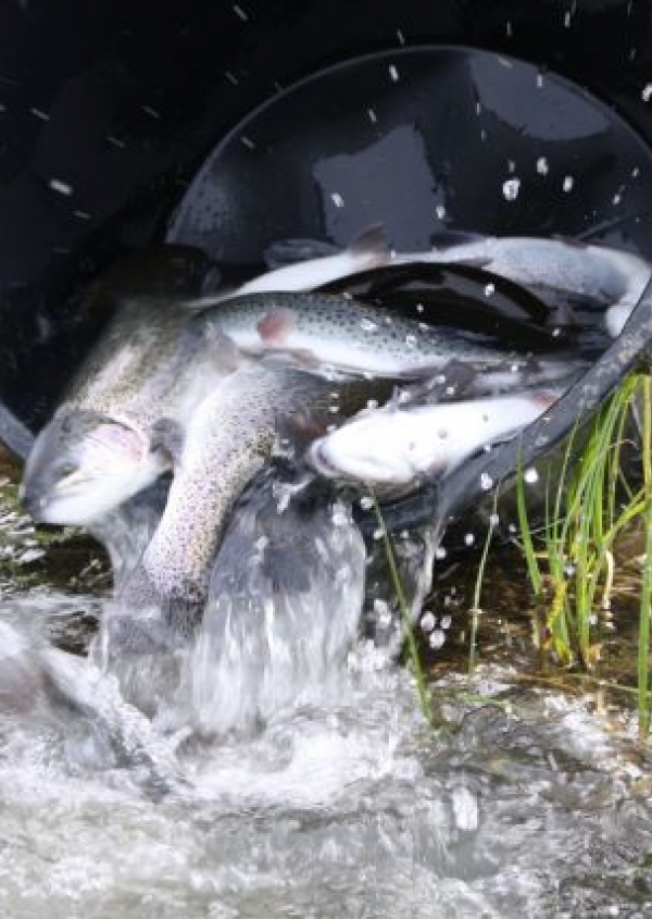 REPAS ET L&Acirc;CHER DE TRUITES
