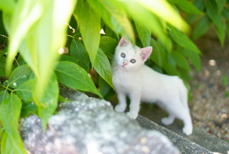 Animaux errants et faune sauvage