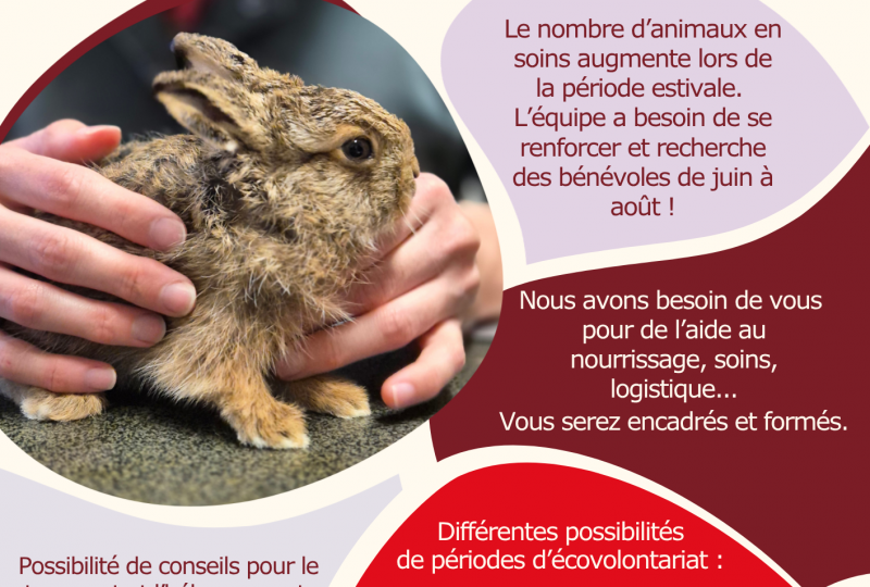 RECHERCHE ECO-VOLONTAIRES TICHODROME